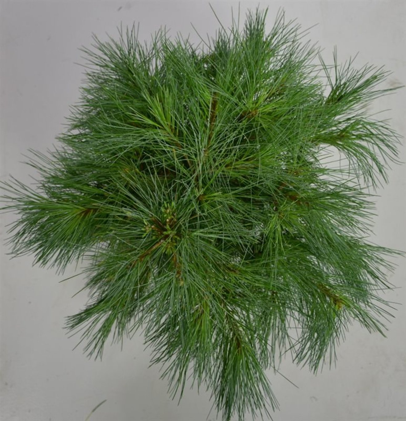 Pinus strobus 'Blue Shag' - C5 30-40 CM